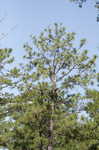 Longleaf pine